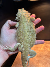 Load image into Gallery viewer, Female (Val)