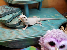 Load image into Gallery viewer, Double Layer Hide (Over 40 gallon tanks)