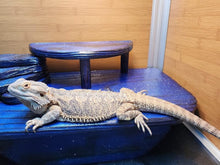 Load image into Gallery viewer, Double Layer Hide (Over 40 gallon tanks)