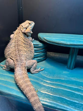 Load image into Gallery viewer, Double Layer Hide (Over 40 gallon tanks)