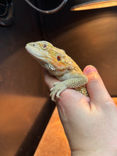 Load image into Gallery viewer, Female (Val)