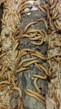 Load image into Gallery viewer, Live Organic Mealworms