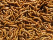 Load image into Gallery viewer, Live Organic Mealworms