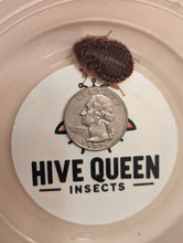 Load image into Gallery viewer, Live Organic Dubia Roaches