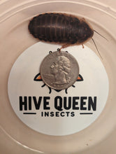 Load image into Gallery viewer, Live Organic Dubia Roaches