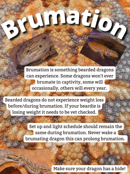 Brumation Graphic