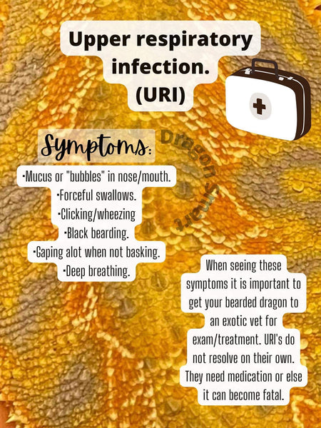 Bearded Dragon Upper Respiratory Infection Graphic