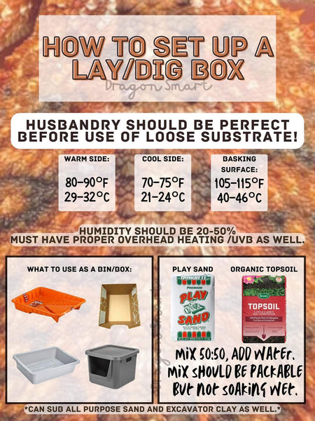 Bearded Dragon Lay Bin Graphic