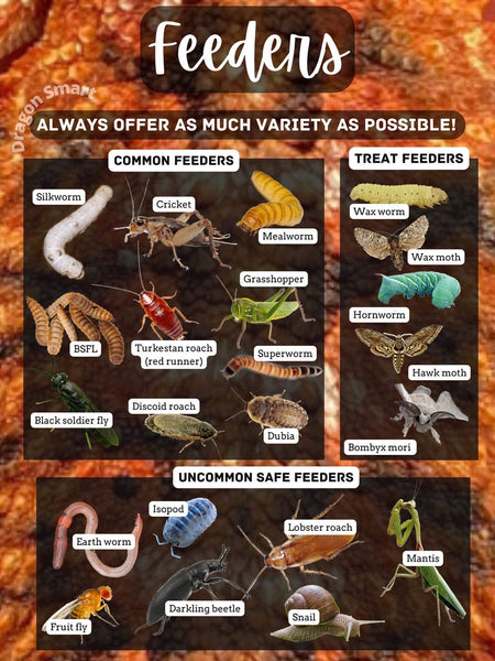 Bearded Dragon Feeder Insects Graphic