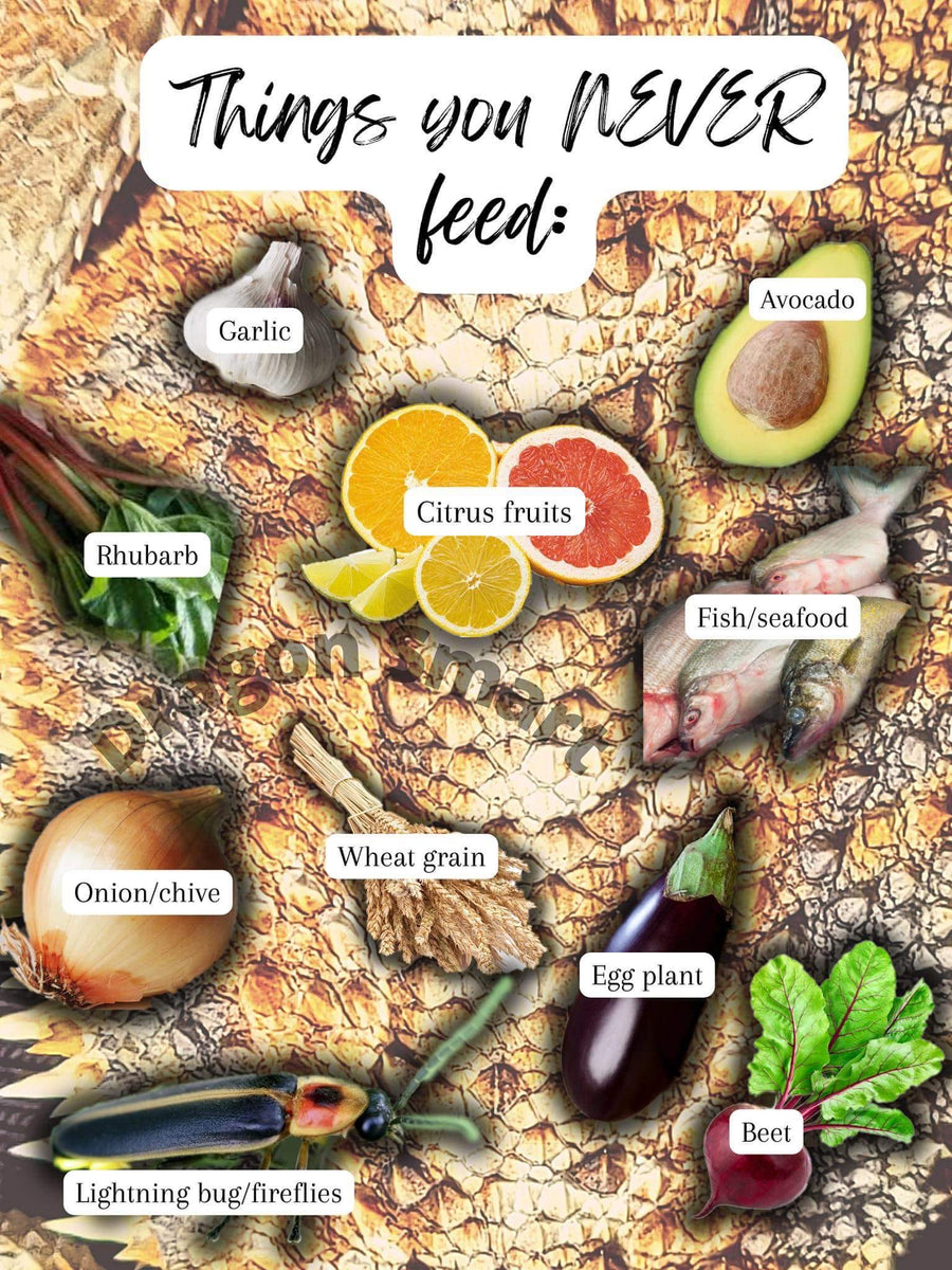 Bearded Dragon Toxic Graphic