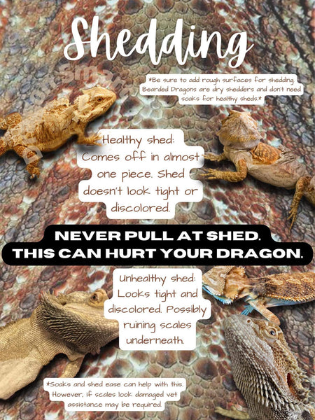 Bearded Dragon Shed Graphic