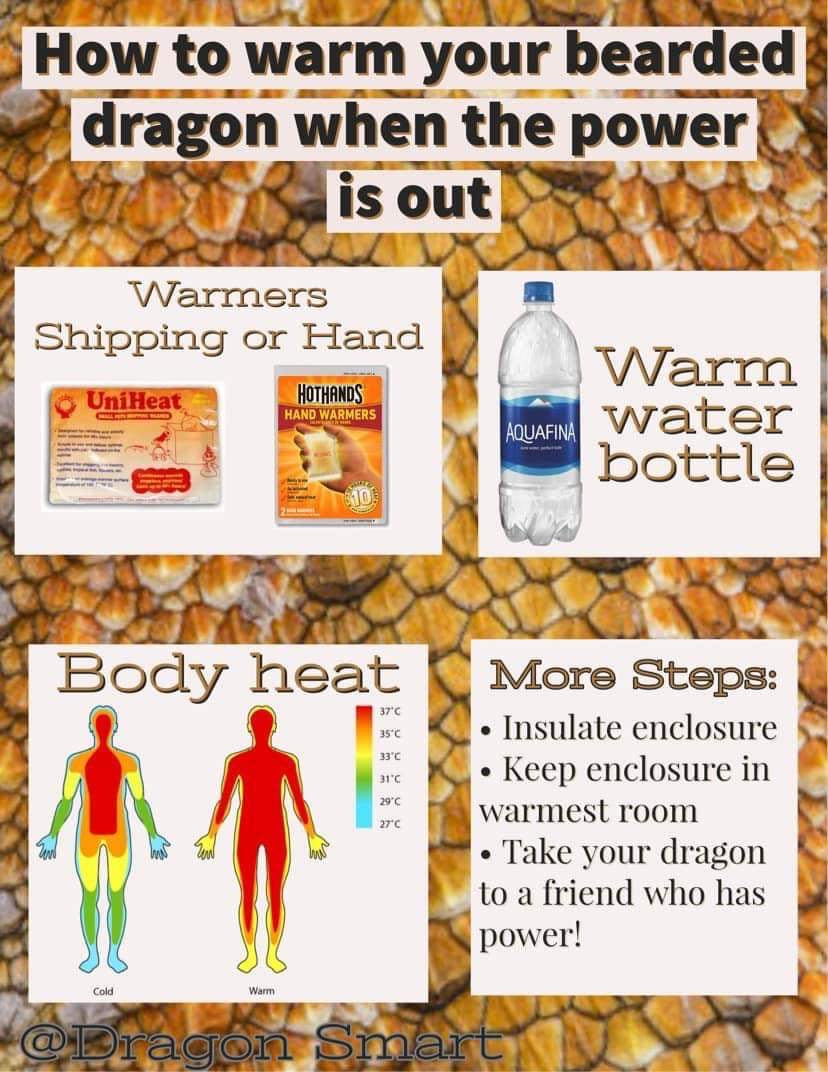 Bearded Dragon Power Outage Graphic