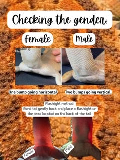 Bearded Dragon Sexing Graphic