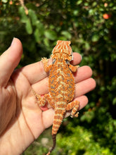 Load image into Gallery viewer, Orange Female (Nyla)
