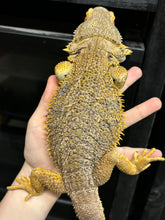 Load image into Gallery viewer, Yellow Hypo Male (boomba)
