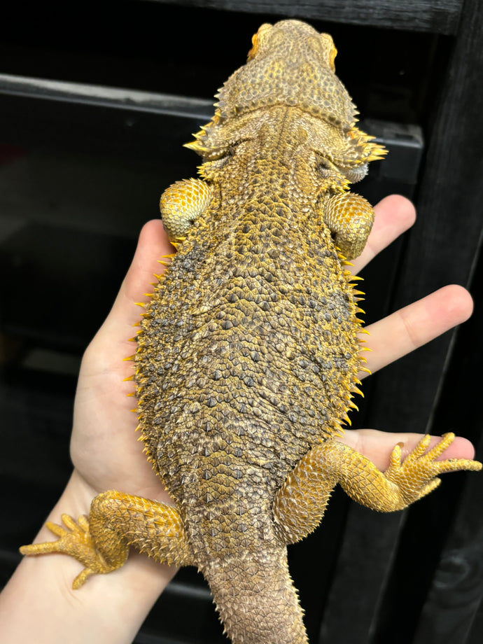 Yellow Hypo Male (boomba)