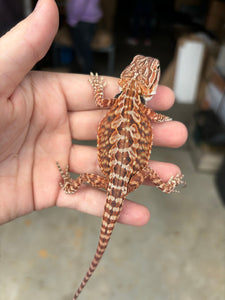 1/2 Red Monster Leatherback Female (Becky)