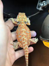 Load image into Gallery viewer, Male (Rio)
