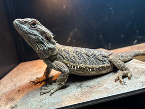 Rescue Female (Bea)