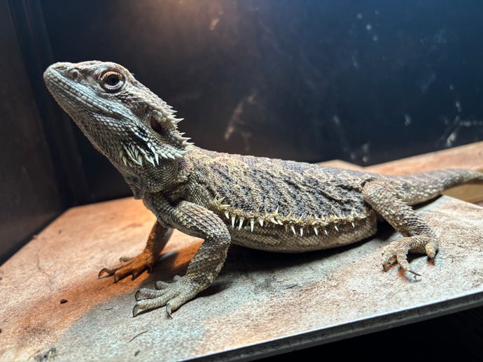 Rescue Female (Bea)