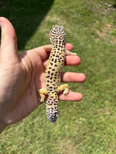 Load image into Gallery viewer, Female MBD Leopard Gecko (Luna)
