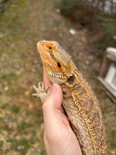 Load image into Gallery viewer, Adult Female (Ella)
