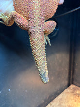 Load image into Gallery viewer, Dunner Male (Bruno)
