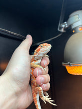 Load image into Gallery viewer, Orange Hypo Female
