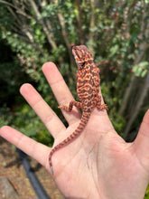 Load image into Gallery viewer, Leatherback Red Monster Male (Asher)￼￼
