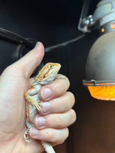 Load image into Gallery viewer, Possible Female (Ginger)
