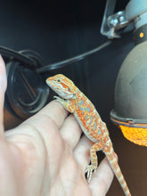 Load image into Gallery viewer, Blue bar possible Female (Lilly)
