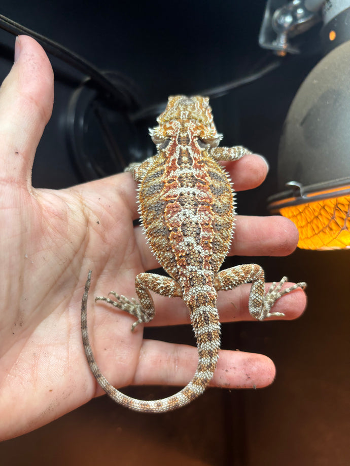 Rescue Male (Read Description)