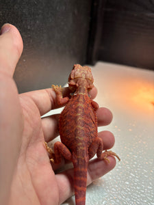 Red Translucent Leatherback Male (Bacon)