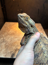 Load image into Gallery viewer, RESCUE Female (Crystal)

