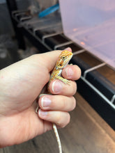 Load image into Gallery viewer, Possible Female (Emerald)
