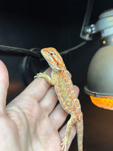 Load image into Gallery viewer, Orange Hypo Female (Trina)
