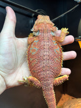 Load image into Gallery viewer, Red Male (Drake)
