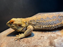 Load image into Gallery viewer, Dunner Male (Alpha)
