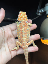 Load image into Gallery viewer, Orange Hypo Female (Trina)
