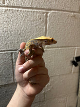Load image into Gallery viewer, Female Crested Gecko (Brooke)
