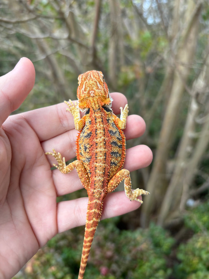 Orange Blue Bar Female (Val)