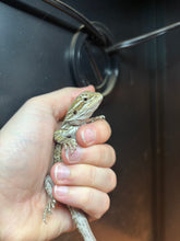 Load image into Gallery viewer, Normal poss Female (Daisy)
