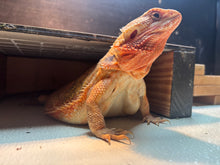 Load image into Gallery viewer, Adult Translucent Female
