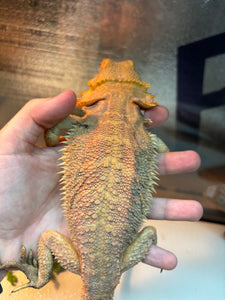 Rescue Female (Fiona)