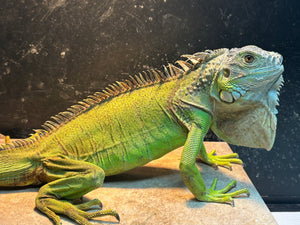 Rescue Iguana