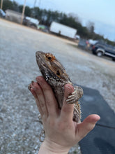 Load image into Gallery viewer, Adult Female
