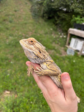 Load image into Gallery viewer, RESCUE Normal Male (Burt)
