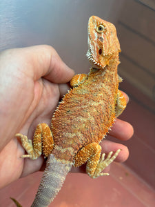 Orange Hypo Female (lady)