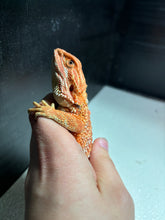 Load image into Gallery viewer, Red Female (mandy)
