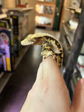 Load image into Gallery viewer, Male Lily White Crested Gecko (Kasper)
